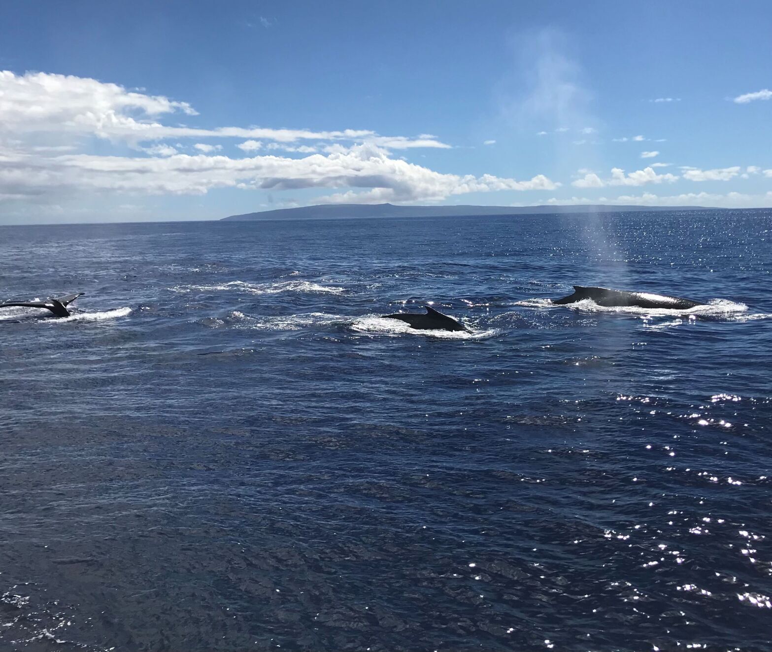 Whale watching in Maui